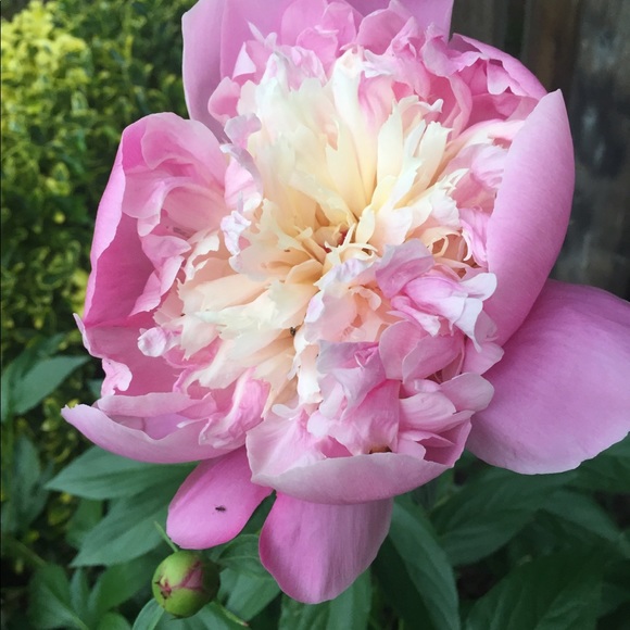 Meet your Posher, Jen - Picture 1 of 1